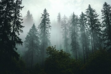 Fototapeta premium Mystical Forest Shrouded in Mist with Tall Trees and Lush Foliage, Creating an Ethereal Atmosphere