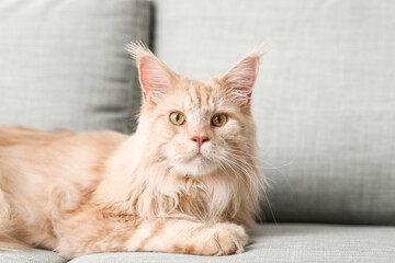 Cute Maine Coon cat lying on grey sofa in living room