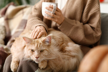 Young woman sitting on sofa with cute Maine Coon cat and cup of hot tea at home