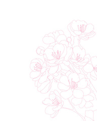 cherry blossoms are blooming beautifully, blown by the wind. pink line art