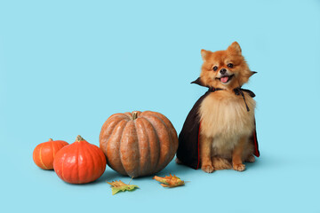 Cute Pomeranian dog in Dracula costume with pumpkins and autumn leaves sitting on blue background. Halloween celebration