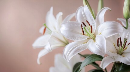 Fototapeta premium White Lily Flower Closeup with Pink Background