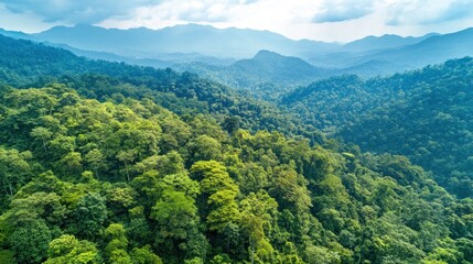 Obraz premium Aerial View of Lush Green Rainforest Mountains