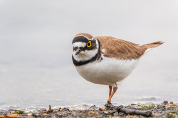 Little ringed plover (Charadrius dubius), bird standing on the lake shore