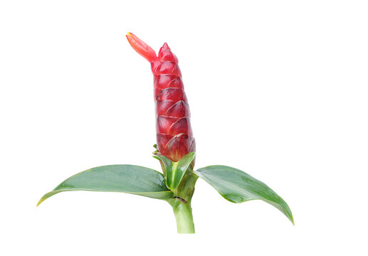 Close up of Costus woodsonii, the red button ginger or scarlet spiral flag isolated on white background with clipping path.