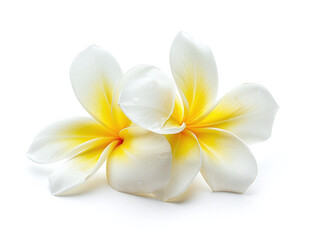 Naklejka premium Beautiful Frangipani Flower Isolated on White Background Highlighting Tropical Elegance