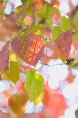 色づき始めたハナミズキの葉のクローズアップ　空背景