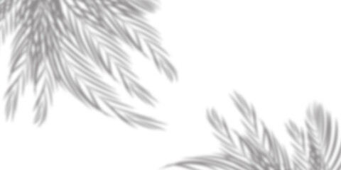 Soft shadows of palm leaves or coconut leaves. Shadows of tropical trees. copy space white background