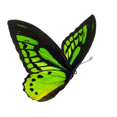 Beautiful butterfly isolated on a white background.