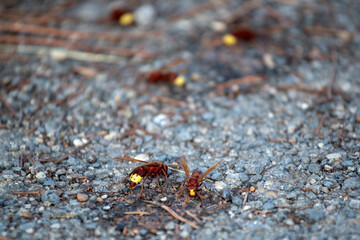 Insectes posés au sol