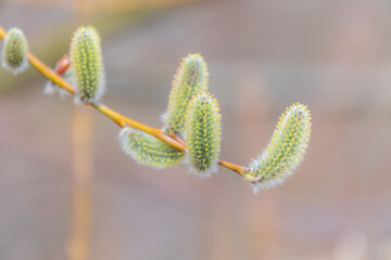 Nature awakes in spring. Blooming willow twigs and furry willow-catkins, so called seals or cats. Holly willow, Salix caprea