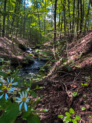 Obraz premium stream in the forest