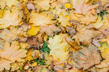 Red and orange autumn leaves background. Outdoor. Colorful backround image of fallen autumn leaves perfect for seasonal use. A lot of leaves