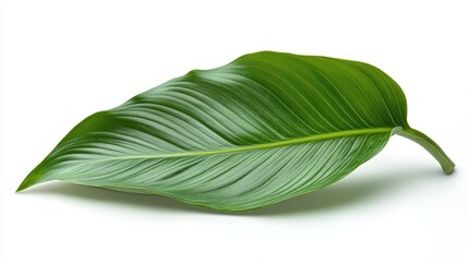 Obraz premium Single Green Leaf Isolated on White Background