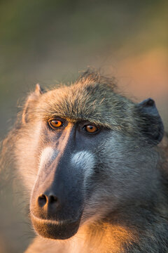 Africa, Botswana, Chobe National Park, Portrait of Chacma Baboon (Papio ursinus) sitting in early morning sun along Chobe River