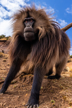 Ethiopia, Simian Mountains. Wild male Gelada baboon close-up. 