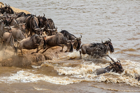 Wildebeest or gnu herd crossing Mara River in late summer, Masai Mara, Kenya, Africa, Connochaetes