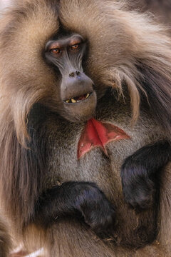 Ethiopia, Simian Mountains. Wild male Gelada baboon close-up. 