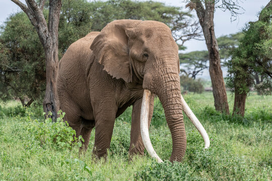 Africa, Kenya, Amboseli National Park. Close-up of elephant. Credit as: 