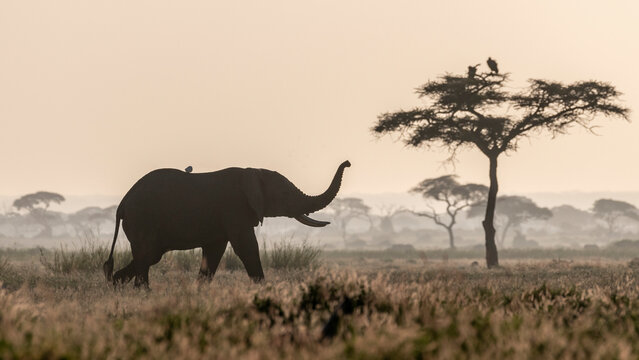 Africa, Kenya, Amboseli National Park. Walking elephant and acacia tree. 