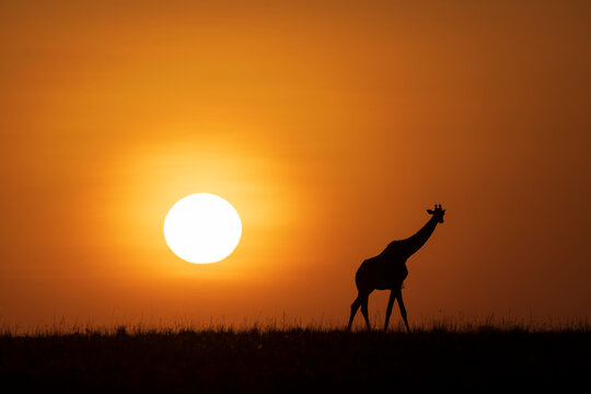 Africa, Kenya, Maasai Mara National Reserve. Silhouette of giraffe at sunset.