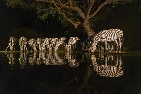 Africa, Kenya, Amboseli National Park. Zebras drinking at waterhole at night.