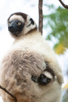 Africa, Madagascar, Anosy, Berenty Reserve. A female sifaka clinging to a tree while its baby holds on to the mother's back.