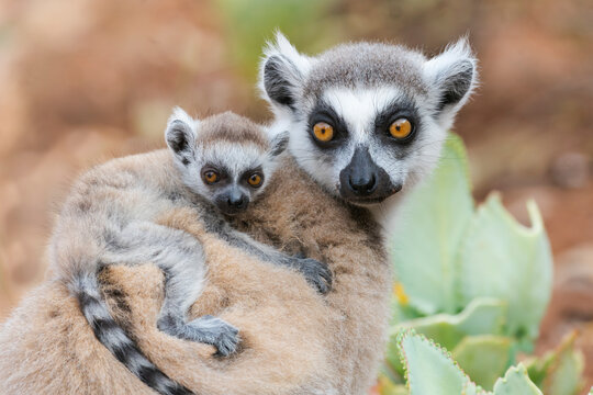 Africa, Madagascar, Anosy, Berenty Reserve. A baby ring-tailed lemur clinging to its mother's back.