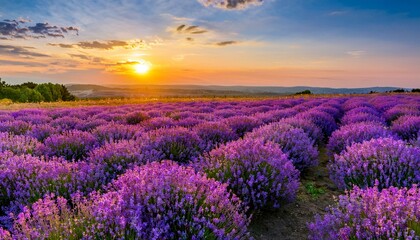 Fototapeta premium Lavender field Summer sunset landscape