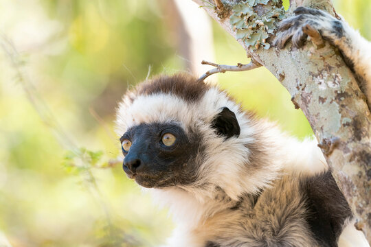 Africa, Madagascar, Anosy, Berenty Reserve. Headshot of a female Verreaux's sifaka.