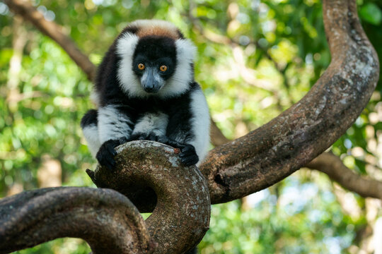 Africa, Madagascar, Lake Ampitabe, Akanin'ny nofy Reserve. A black-and-white ruffed lemur is curious and watching everything.