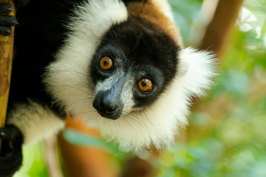 Africa, Madagascar, Lake Ampitabe, Akanin'ny nofy Reserve. Headshot of the showy black-and-white ruffed lemur.