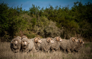 high quality auralian merino sheep on a farm