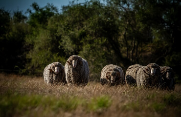 high quality auralian merino sheep on a farm