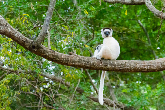 Madagascar, Berenty, Berenty Reserve. Verreaux's sifaka in a tree.