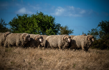 Sheep in the field