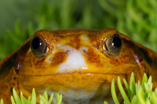 Tomato Frog, Madagascar tomato frog, crapaud rouge de Madagascar, Dyscophus antongilii, Controlled conditions