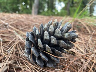 pine cones in the forest