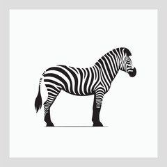 zebra vector illustration