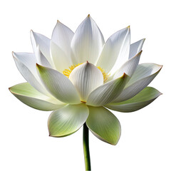 White lotus flower isolated on transparent background