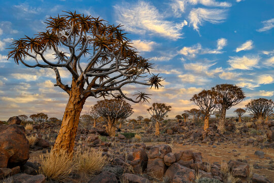 Africa, Namibia, Keetmanshoop. Quiver trees