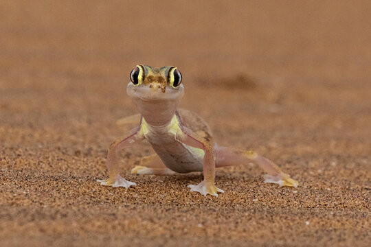 Namib sand (web footed) gecko (Pachydactylus rangei)