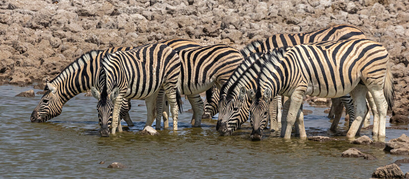 Plains zebra at waterhole in Etosha National Park.(Equus quagga)