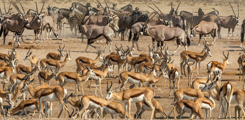 Springbok among other wildlife at the waterhole in Etosha National Park.