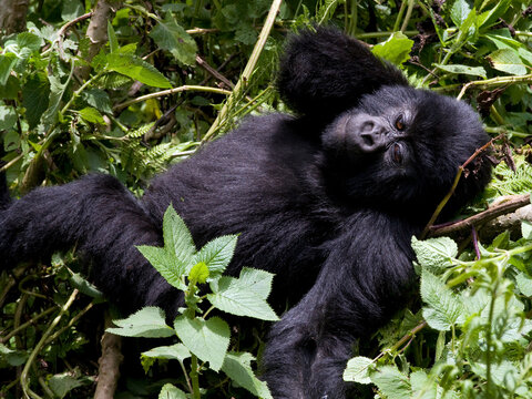 Virunga Mountains, Rwanda, Africa. Mountain Gorilla.
