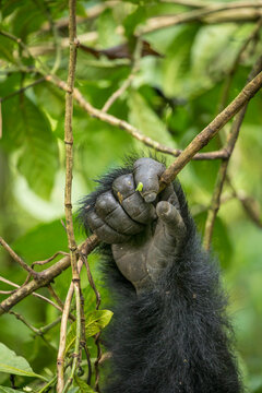 Africa, Rwanda, Volcanoes National Park, Close-up of Mountain Gorilla's hand (Gorilla beringei beringei) gripping vines in rainforest in Virunga Mountains