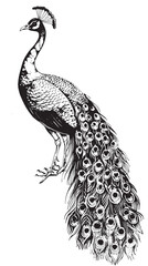 Fototapeta premium Peacock sketch, hand drawn in engraving style Vector illustration