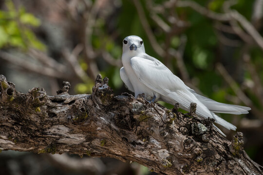 Seychelles, Aride. Aride is the northern most island of the granitic Seychelles. Fairy tern, white tern, with egg on branch (Gygis alba)