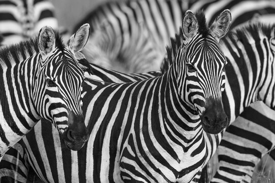 Burchell's zebra, Serengeti National Park, Tanzania, Africa.