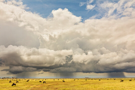 Plains of Serengeti National Park and approaching rain storm, Tanzania.